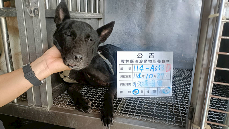 雲林縣流浪動物收容所,編號:429304, 混種犬          