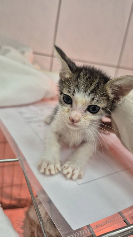 新北市八里區公立動物之家,編號:429395, 混種貓                 