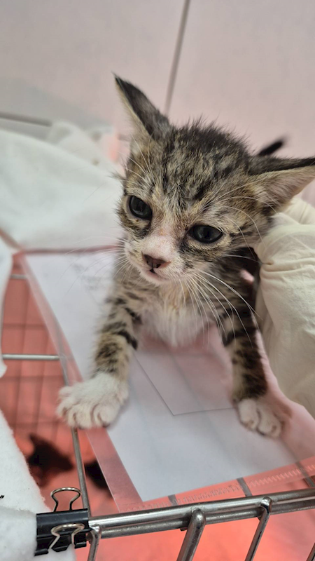 新北市八里區公立動物之家,編號:429396, 混種貓                 