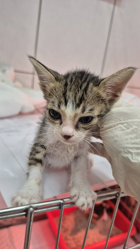 新北市八里區公立動物之家,編號:429397, 混種貓                 