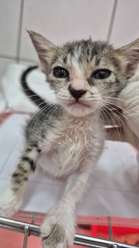 新北市八里區公立動物之家,編號:429398, 混種貓                 