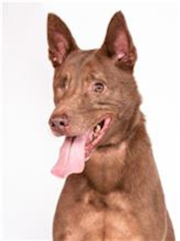 臺北市動物之家,編號:31379, 混種犬          