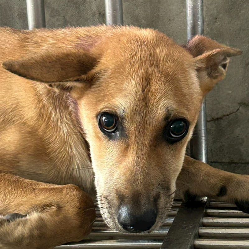 澎湖縣流浪動物收容中心,編號:429967, 混種犬          