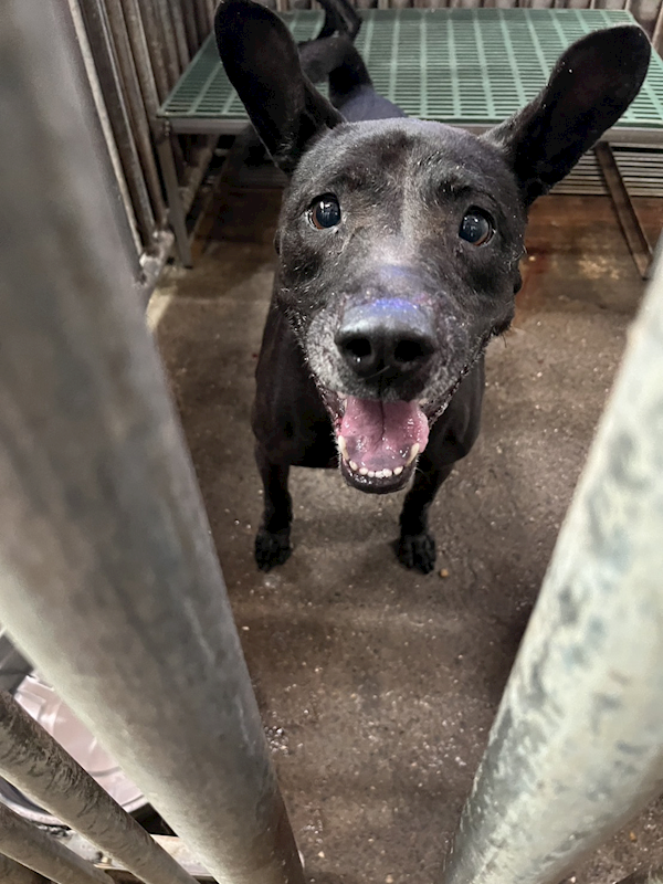 彰化縣流浪狗中途之家,編號:429056, 混種犬          