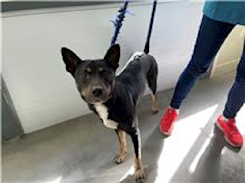 臺北市動物之家,編號:284090, 混種犬          