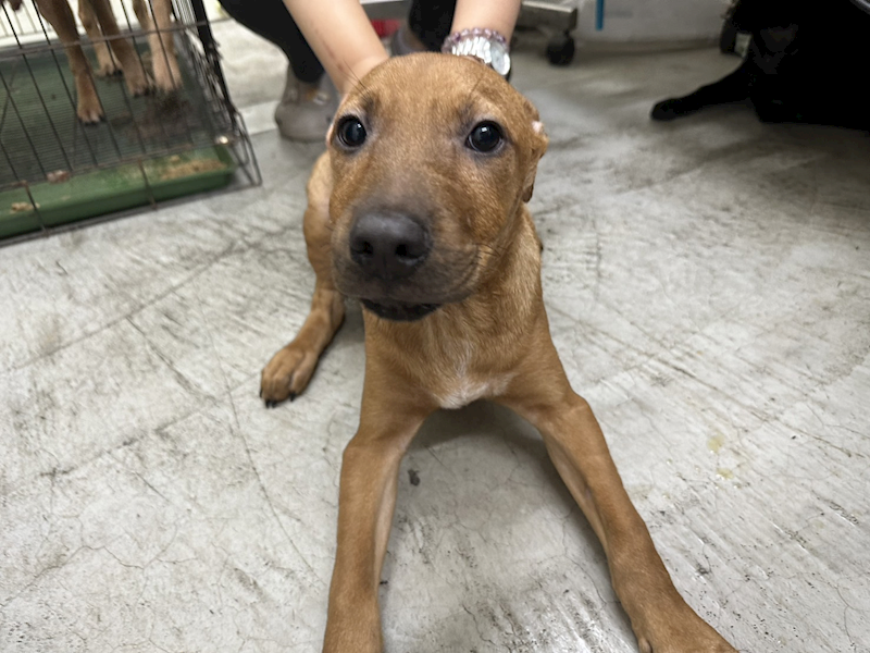 臺北市動物之家,編號:361136, 混種犬          