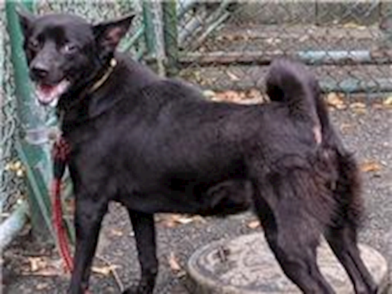 臺北市動物之家,編號:116241, 混種犬          