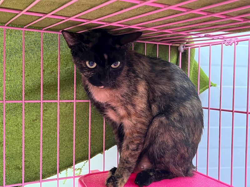 臺北市動物之家,編號:323045, 混種貓                 