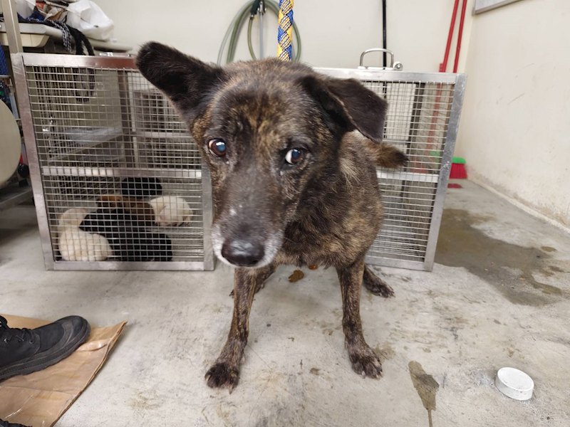 臺北市動物之家,編號:401480, 混種犬          