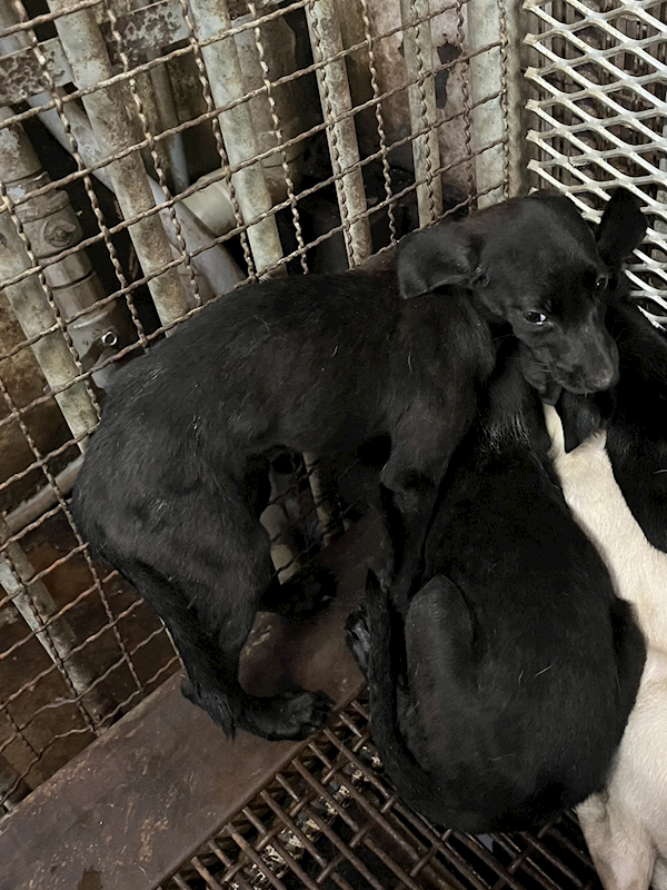 彰化縣流浪狗中途之家,編號:417993, 混種犬          