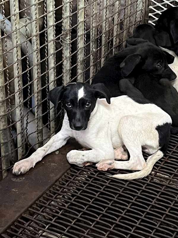 彰化縣流浪狗中途之家,編號:417995, 混種犬          