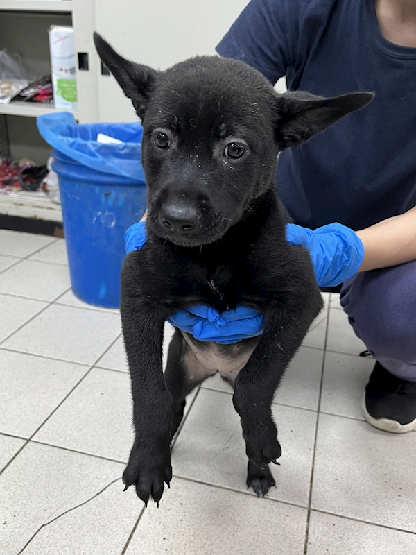 彰化縣流浪狗中途之家,編號:414541, 混種犬          
