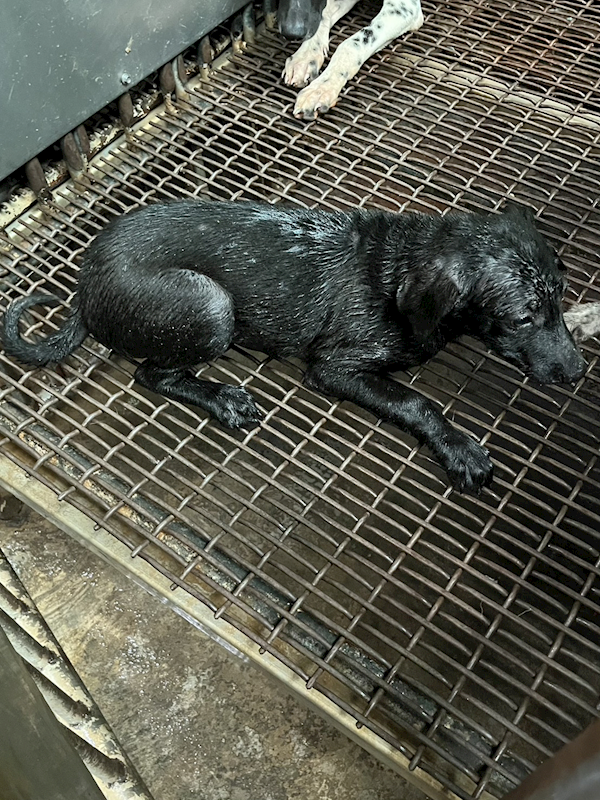 彰化縣流浪狗中途之家,編號:416451, 混種犬          