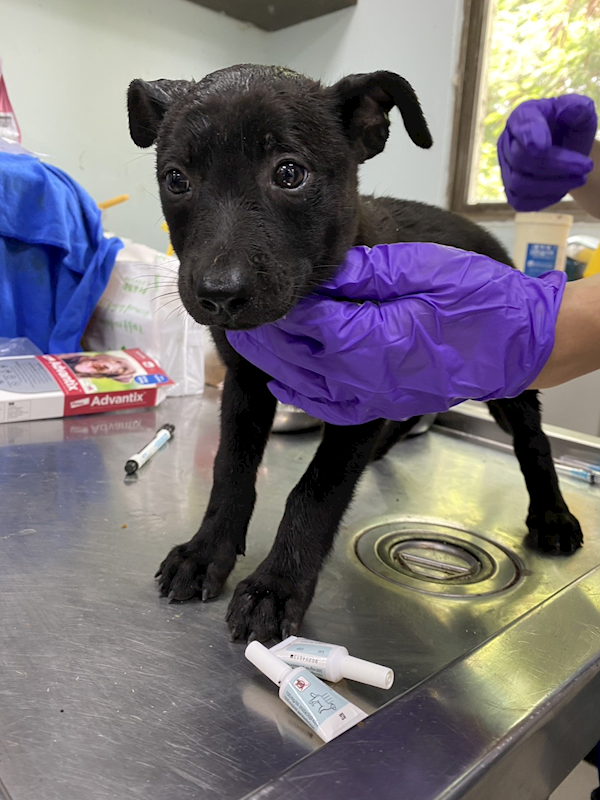 彰化縣流浪狗中途之家,編號:414441, 混種犬          