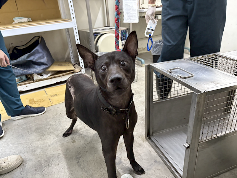 臺北市動物之家,編號:427293, 混種犬          