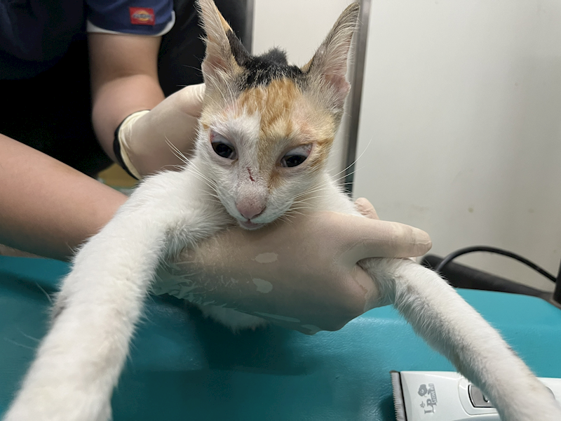 臺北市動物之家,編號:425585, 混種貓                 