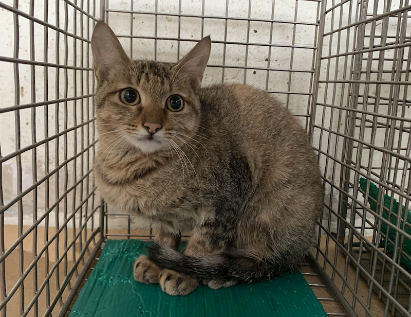 臺北市動物之家,編號:428816, 混種貓                 