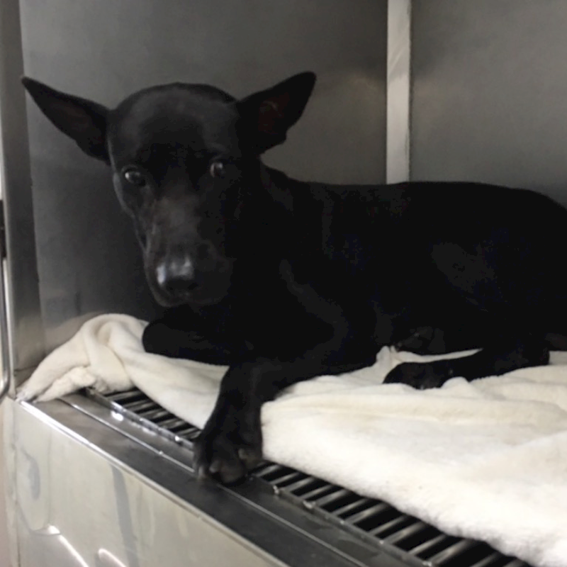 臺北市動物之家,編號:328866, 混種犬          