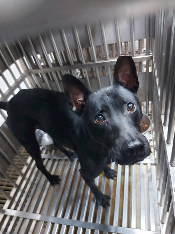 新北市板橋區公立動物之家,編號:341681, 混種犬          