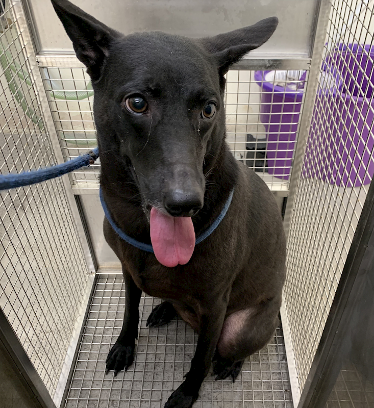 臺北市動物之家,編號:420950, 混種犬          