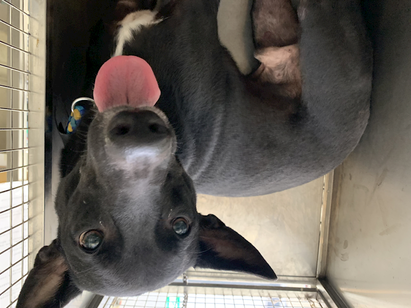 臺北市動物之家,編號:420949, 混種犬          