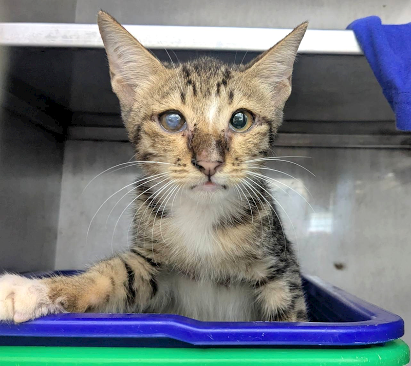 新竹縣動物保護教育園區,編號:430270, 混種貓                 