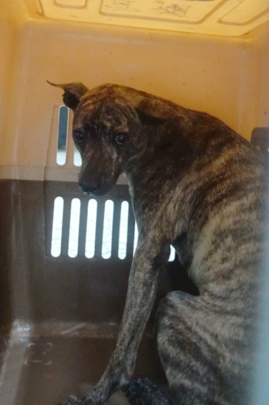 宜蘭縣流浪動物中途之家,編號:430265, 混種犬          