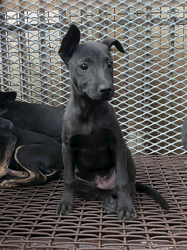 彰化縣流浪狗中途之家,編號:430230, 混種犬          