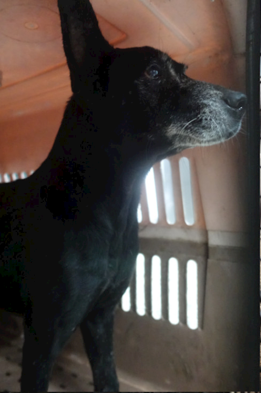 宜蘭縣流浪動物中途之家,編號:430185, 混種犬          