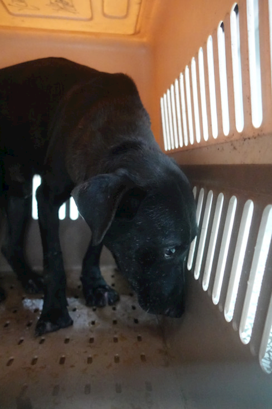 宜蘭縣流浪動物中途之家,編號:430182, 混種犬          