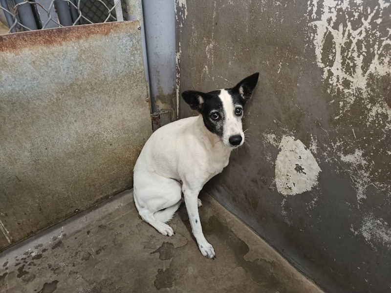 新竹市動物保護教育園區,編號:429957, 混種犬          