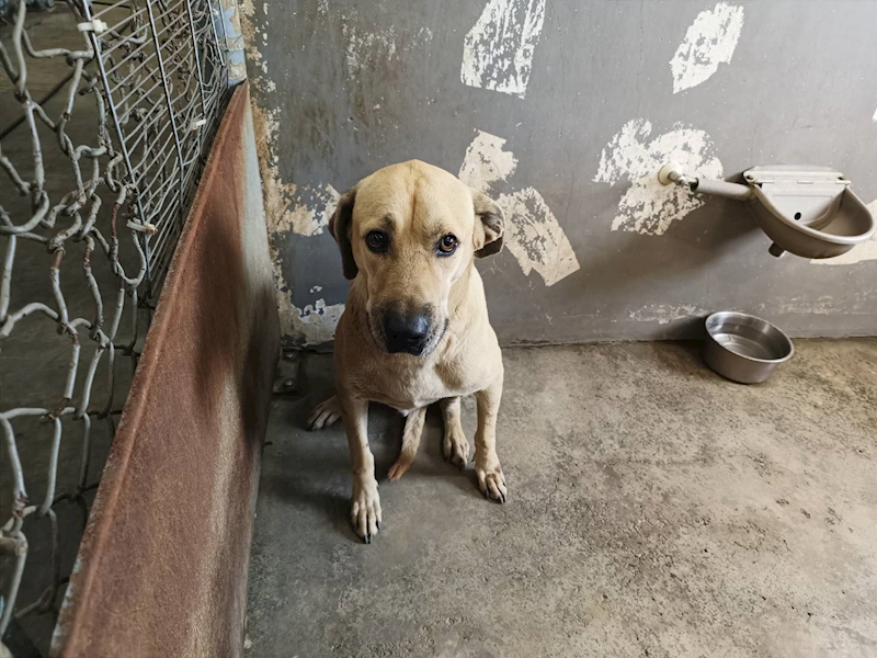 新竹市動物保護教育園區,編號:429956, 混種犬          