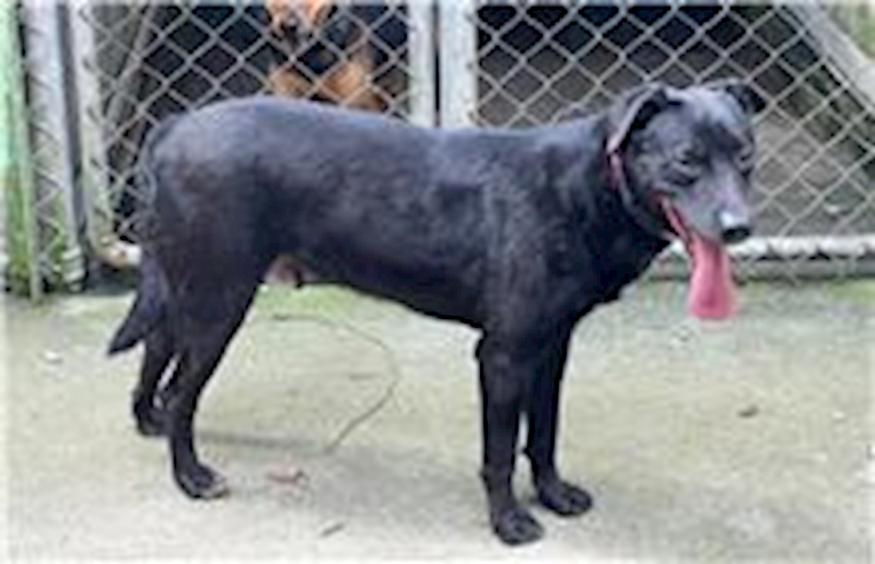 臺北市動物之家,編號:137719, 混種犬          