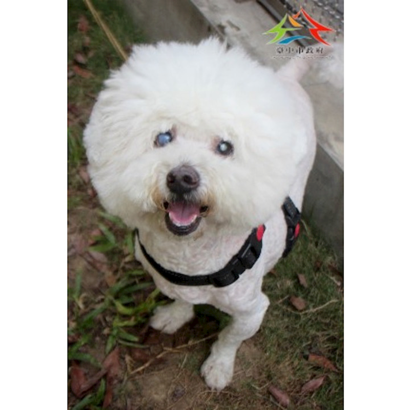 臺中市動物之家后里園區,編號:426322, 比熊犬