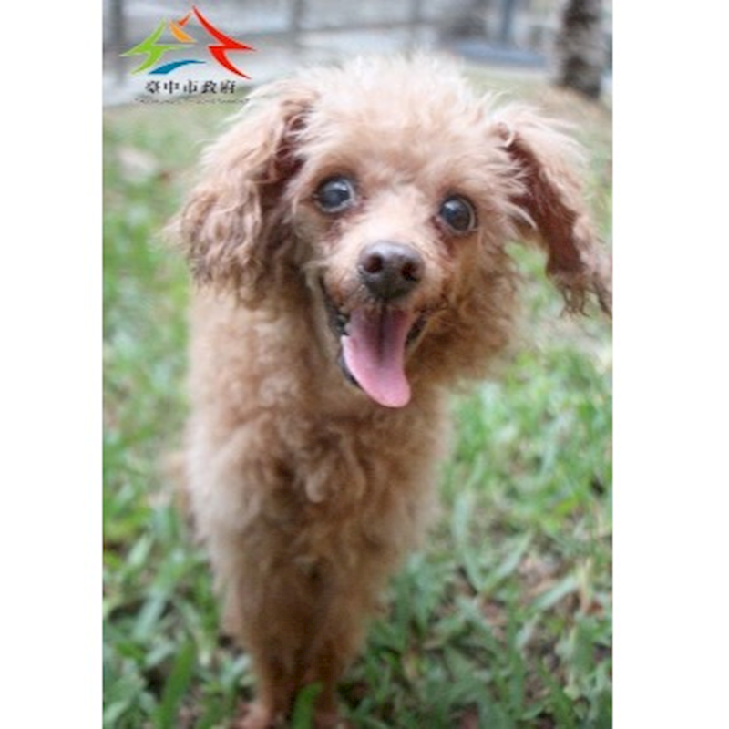 臺中市動物之家后里園區,編號:424802, 貴賓犬        