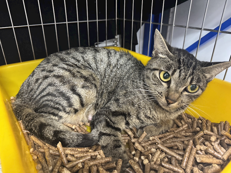 新北市板橋區公立動物之家,編號:407632, 混種貓                 