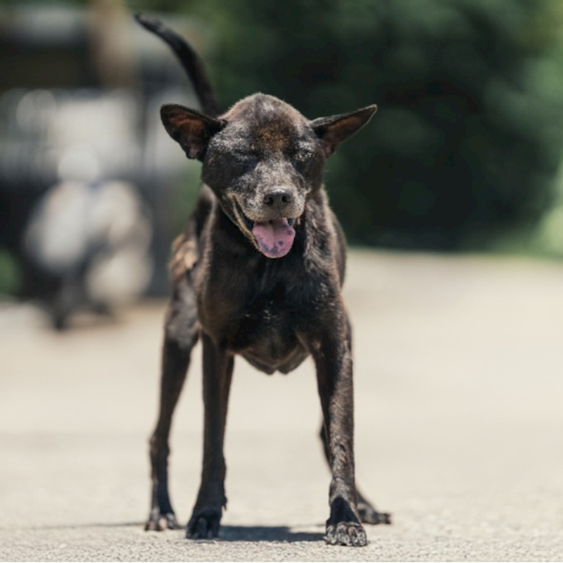 新北市中和區公立動物之家,編號:339377, 混種犬          