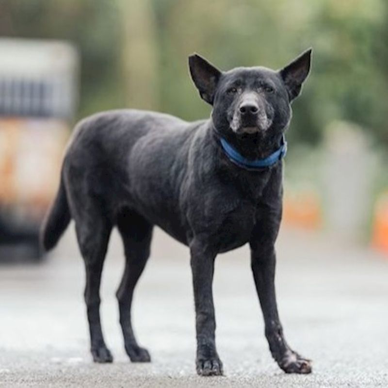 新北市中和區公立動物之家,編號:343583, 混種犬          