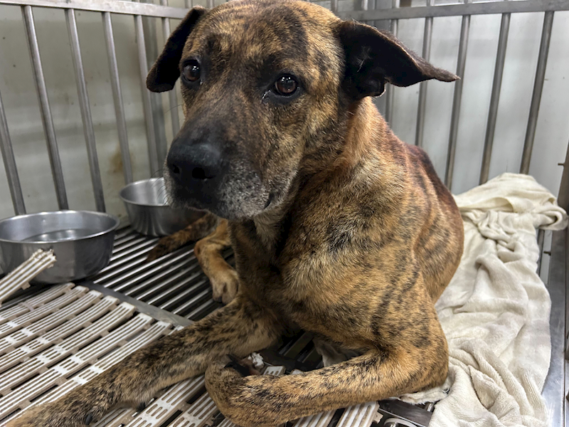 新北市板橋區公立動物之家,編號:402755, 混種犬          