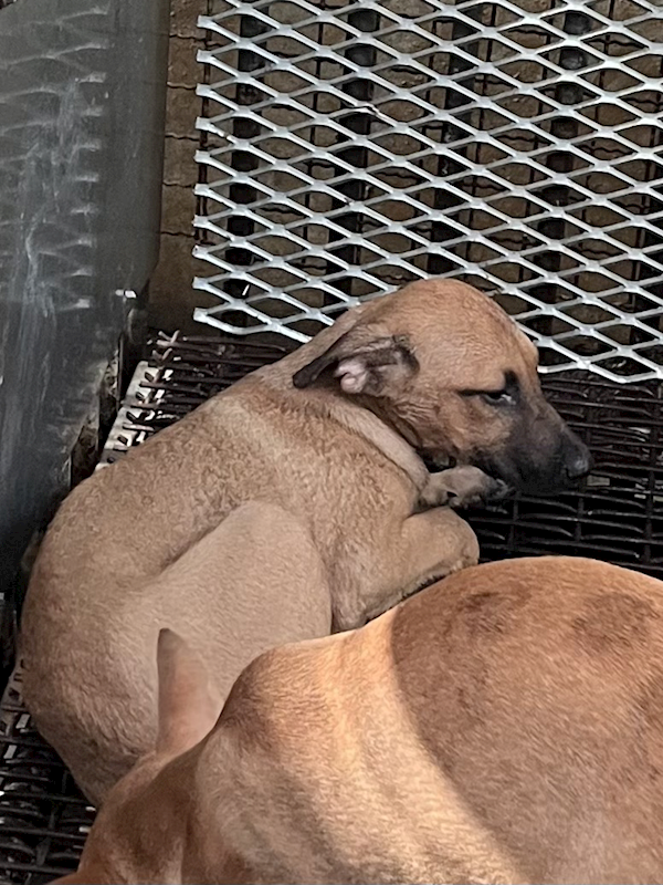 彰化縣流浪狗中途之家,編號:429671, 混種犬          