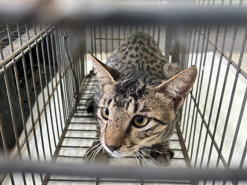 金門縣動物收容中心,編號:429801, 混種貓                 