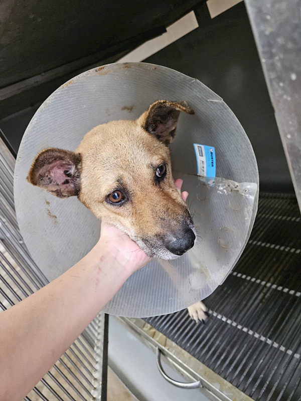 金門縣動物收容中心,編號:324038, 混種犬          