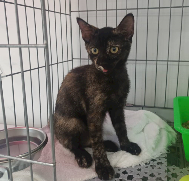 新北市板橋區公立動物之家,編號:420020, 混種貓                 