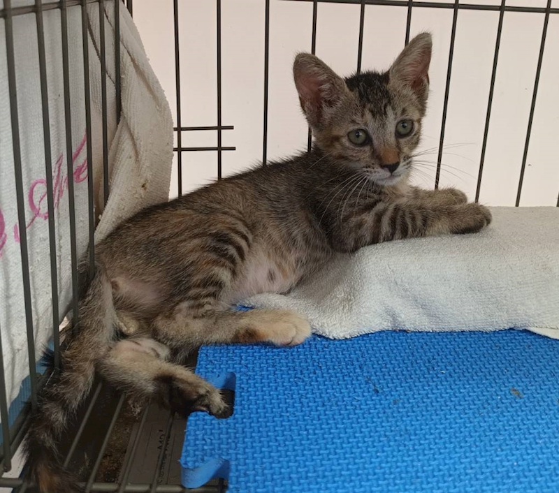 新北市板橋區公立動物之家,編號:416394, 混種貓                 