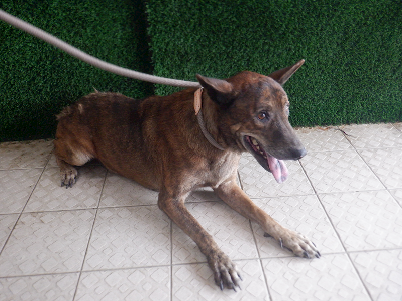 南投縣公立動物收容所,編號:429341, 混種犬          