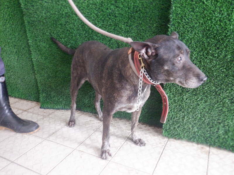 南投縣公立動物收容所,編號:429343, 混種犬          