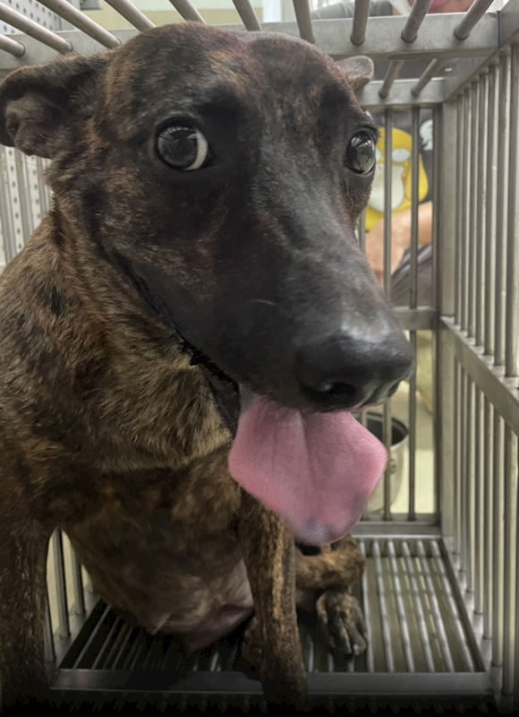 嘉義市動物保護教育園區,編號:421816, 混種犬          