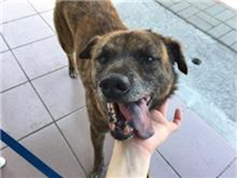 臺南市動物之家灣裡站,編號:27526, 混種犬          