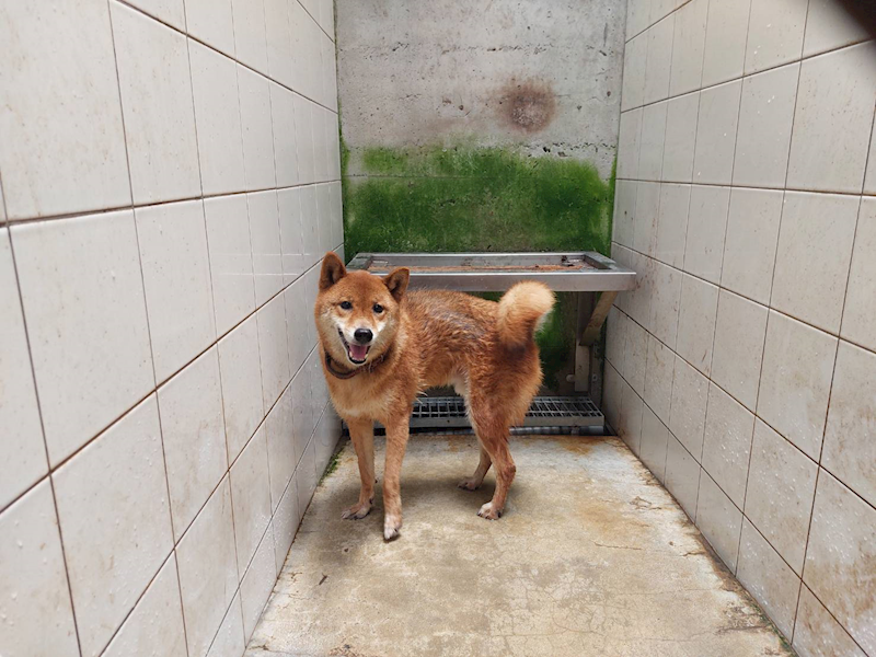 新北市中和區公立動物之家,編號:364338, 柴犬                  