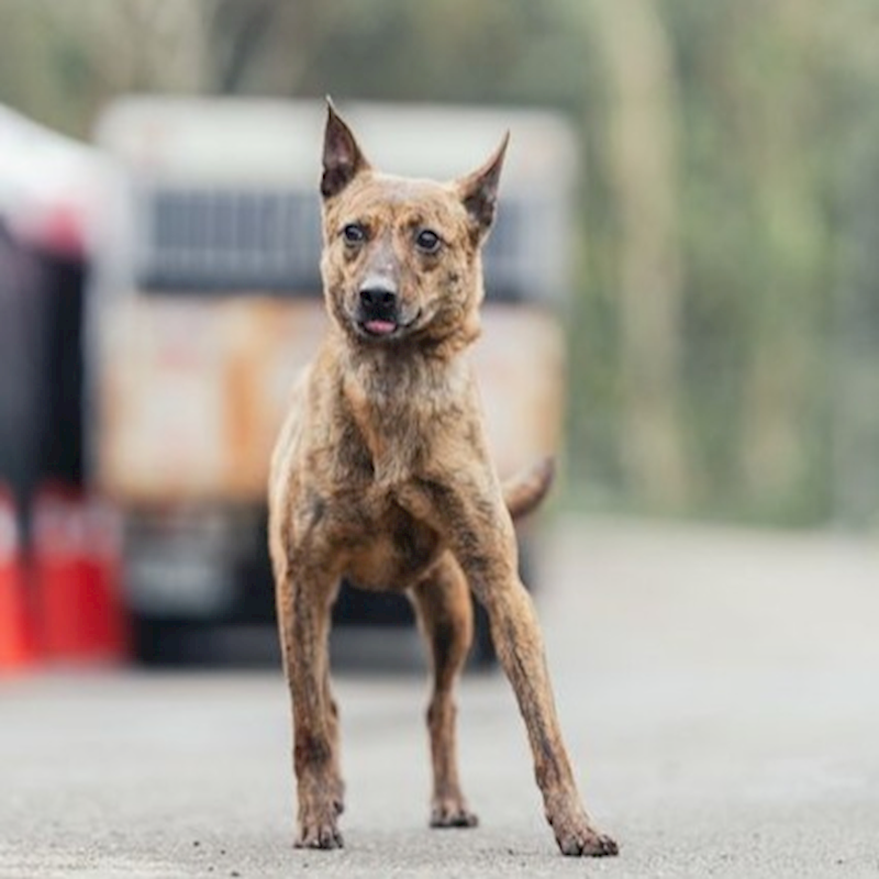 新北市中和區公立動物之家,編號:358565, 混種犬          